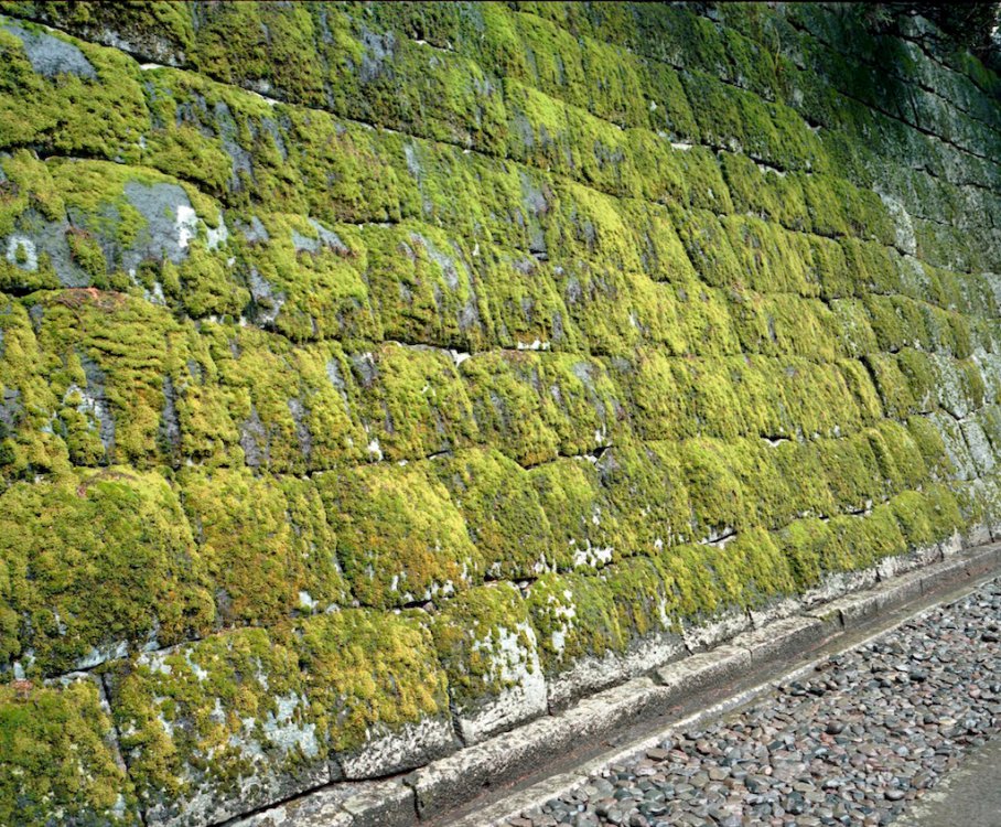 moss on stone