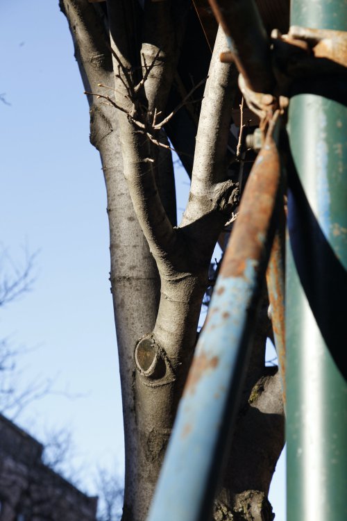 intertwined poles and trees